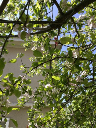 Sous le pommier, mai 2020