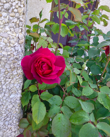 Première rose de mon jardin, mai 2021